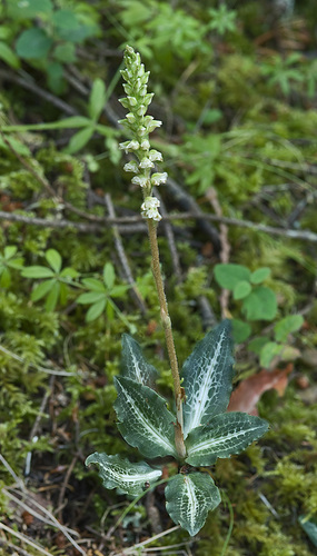 Western Rattlesnake Plantain
