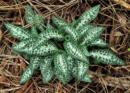 Western Rattlesnake Plantain