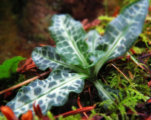 Western Rattlesnake Plantain