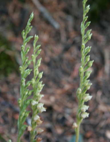 Western Rattlesnake Plantain