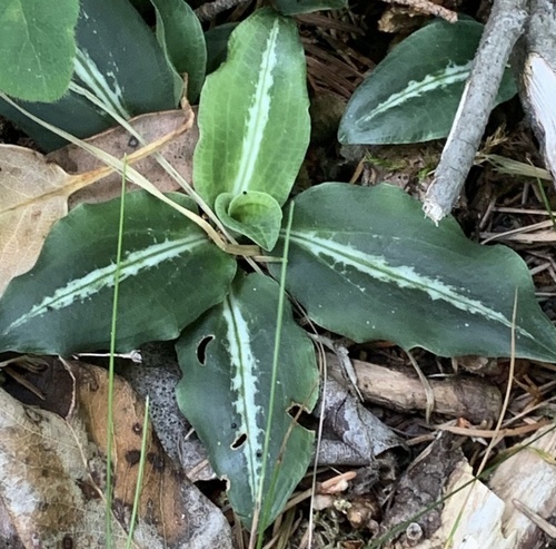 Western Rattlesnake Plantain
