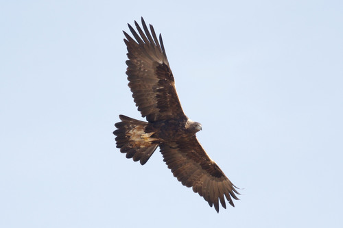 Golden Eagle