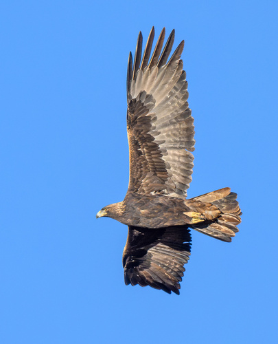 Golden Eagle