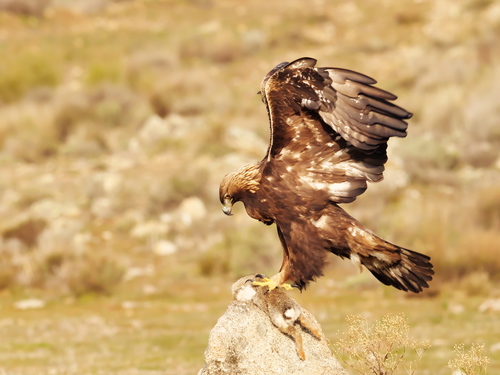 Golden Eagle