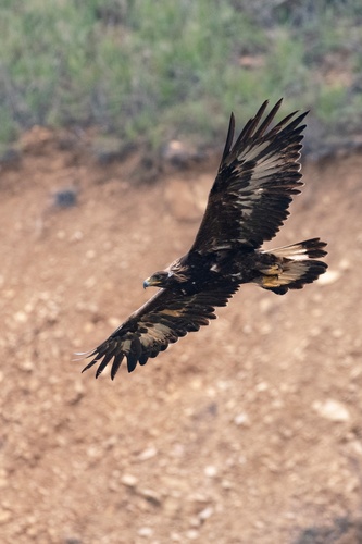 Golden Eagle