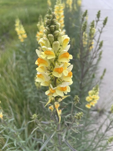 common toadflax