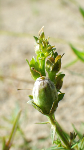 common toadflax