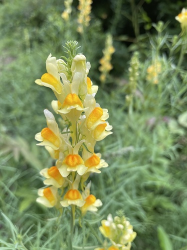 common toadflax