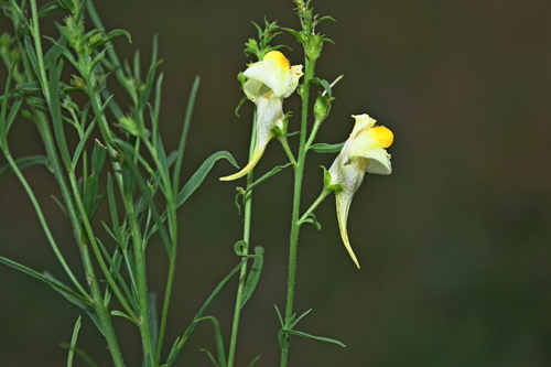 common toadflax