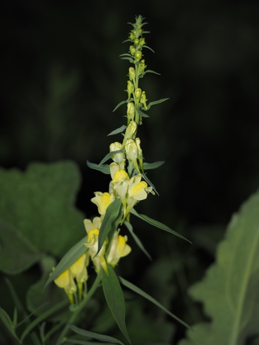 common toadflax