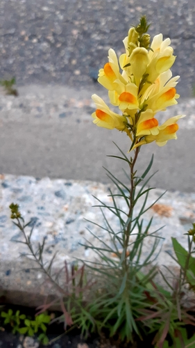 common toadflax