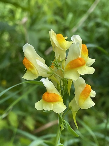 common toadflax