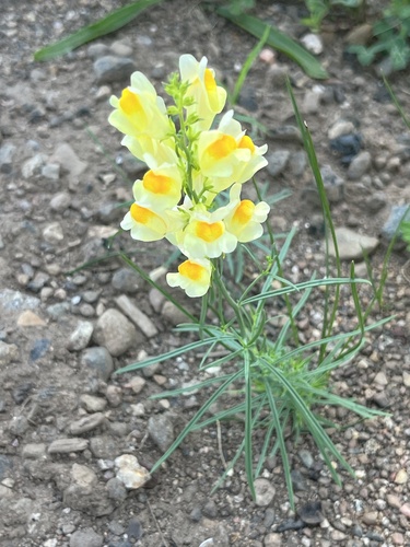 common toadflax