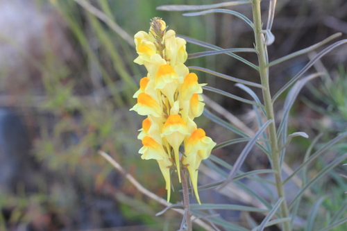 common toadflax
