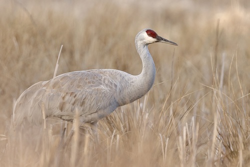 Sandhill Crane