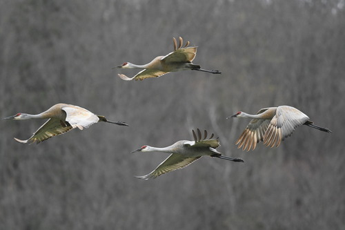 Sandhill Crane