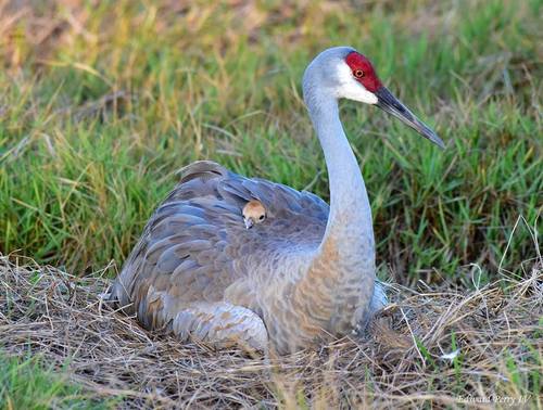 Sandhill Crane