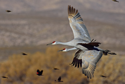 Sandhill Crane