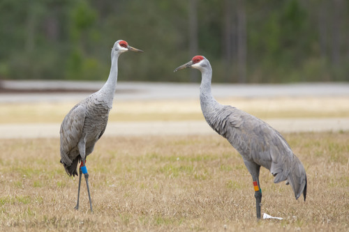 Sandhill Crane