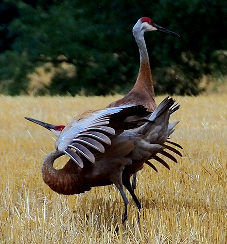 Sandhill Crane