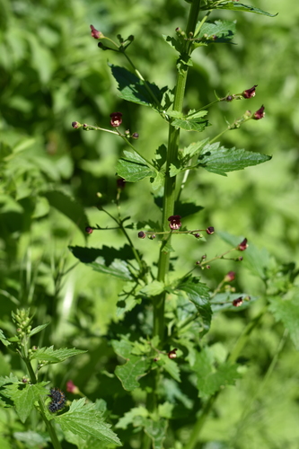 California beeplant