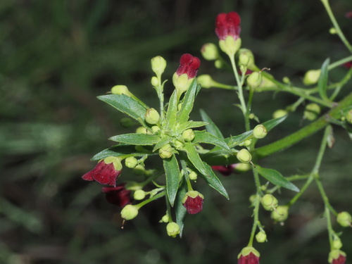 California beeplant