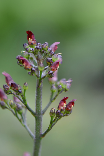 California beeplant