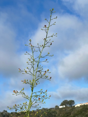 California beeplant