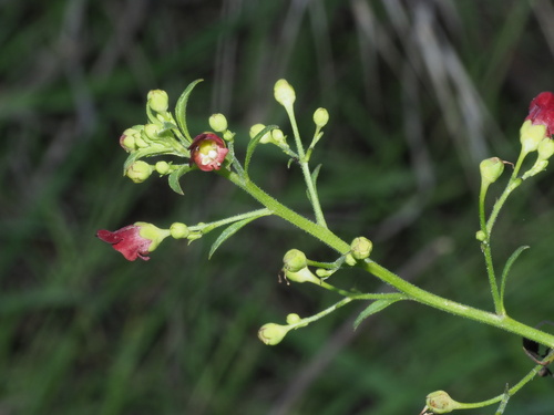 California beeplant