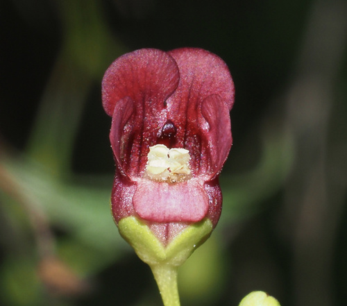 California beeplant