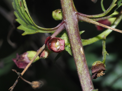California beeplant