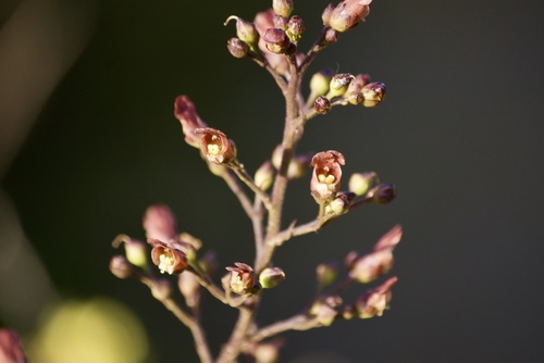 California beeplant