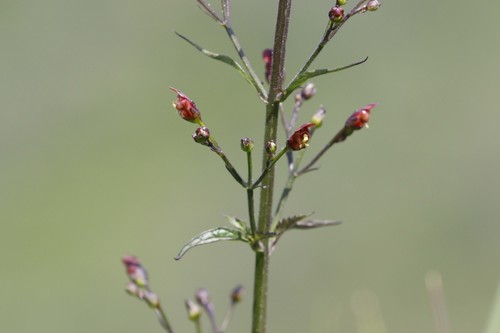 California beeplant