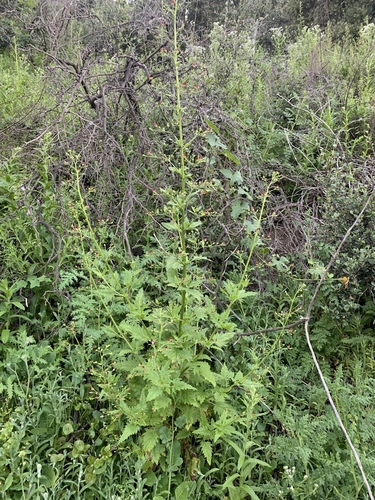 California beeplant