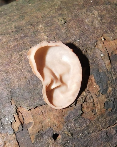 Jelly Ear
