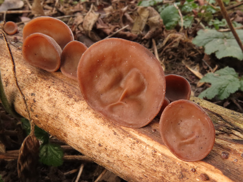 Jelly Ear