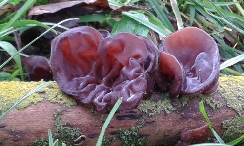 Jelly Ear