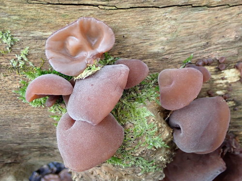 Jelly Ear