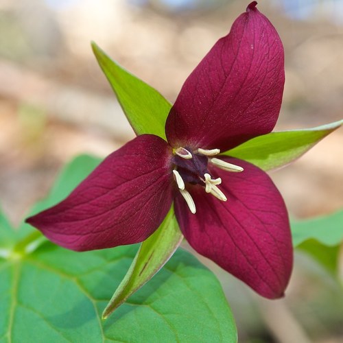 red trillium
