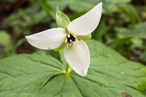 red trillium
