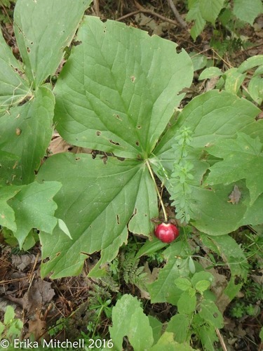 red trillium