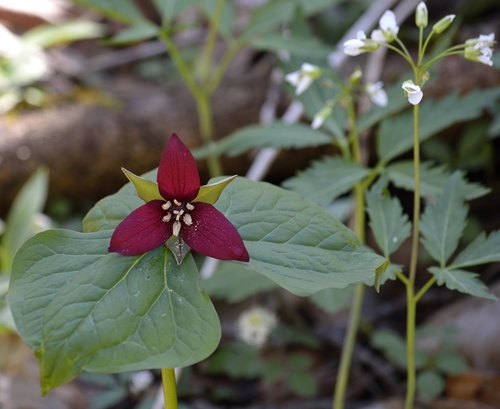 red trillium