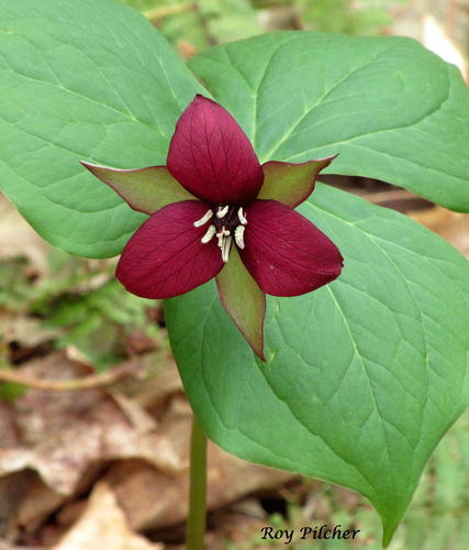 red trillium