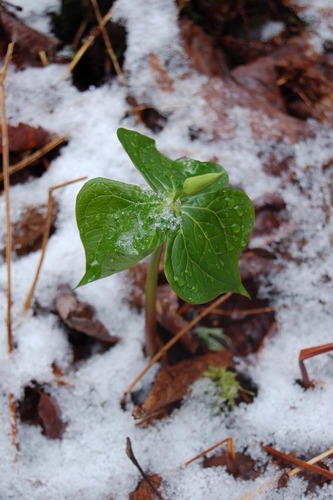 red trillium