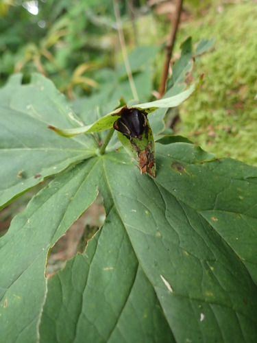 red trillium