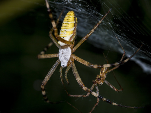 Wasp Spider