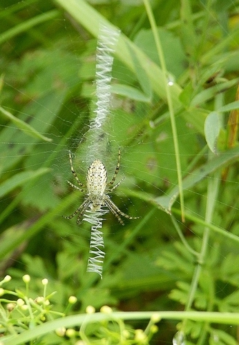 Wasp Spider