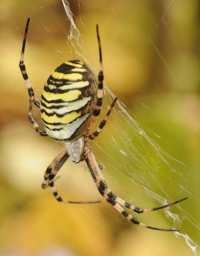 Wasp Spider