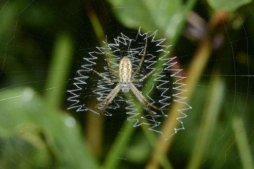 Wasp Spider