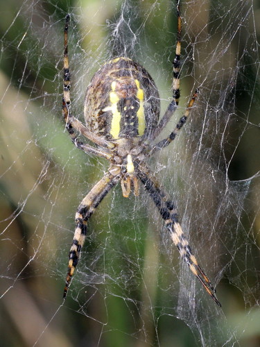 Wasp Spider